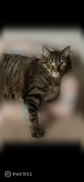 Lost cat, Rosette Drive, Columbus - shy, super friendly tabby - photo
