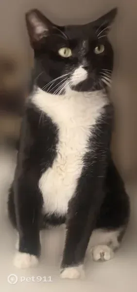Lost cat, Missouri City, Texas, League City - male tuxedo cat with a cut ear - photo