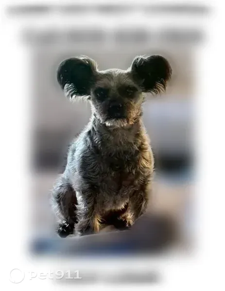 Lost dog, Winged Foot Road, Beaumont, Redlands - female, pointy ears - photo