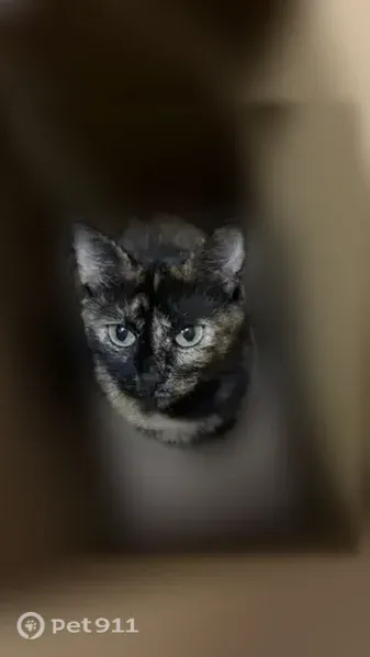 Lost cat, Lee County Road 279, 12172, Valley - very petite spayed tortie - photo