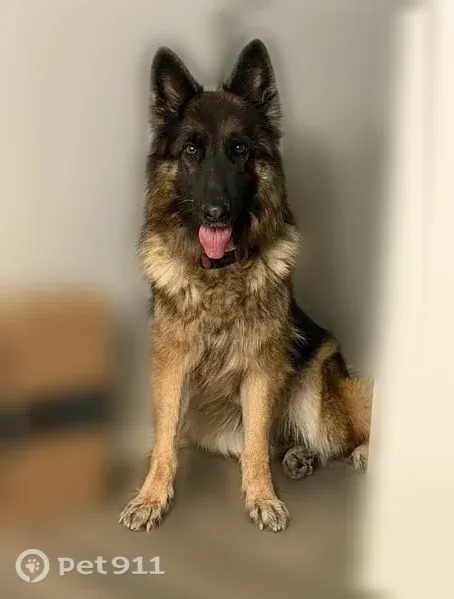 Lost dog, West Ashley Drive, 18009, Goodyear — female, long-haired German shepherd - photo