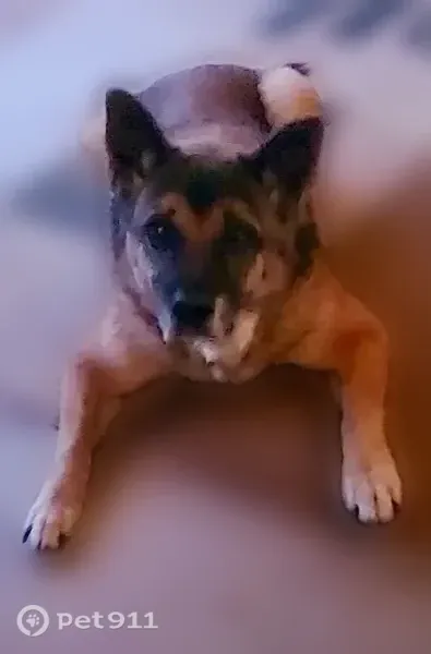 Lost dog, Horne and Stapley and Brown and McKellleps, Phoenix, Arizona - 16 years old, male - photo