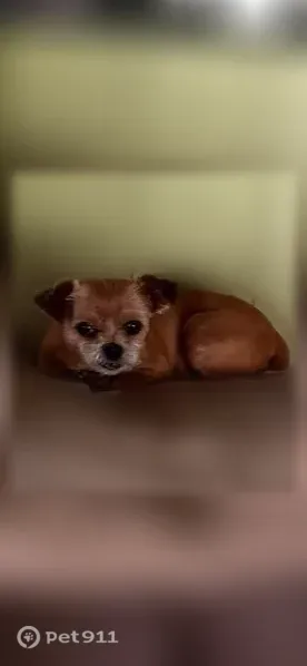 Lost dog, Church Street, 134, Hiram — male, tan with a white face - photo