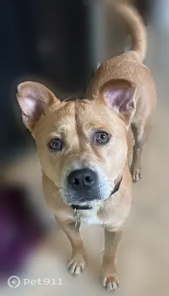 Lost dog, Lutheran Home Drive, 12, Telford - medium-sized male, skittish - photo