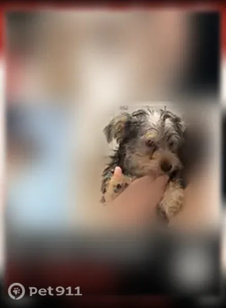 Lost dog, South Fair Avenue, 198, Batesburg-Leesville - small Yorkie, male - photo