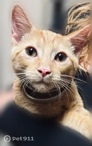 Lost cat, U.S. 385, 1910, Odessa - orange, medium size - photo