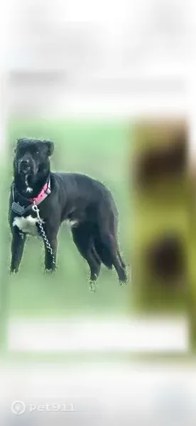 Found dog, Sutton, Nebraska - black with white chest, about 1 year old - photo