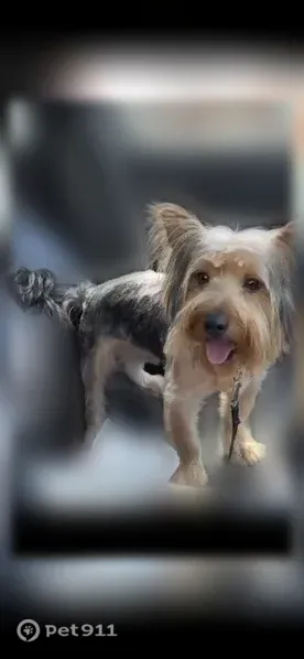 Lost dog, Hubbell Street, 19000, Detroit - male - photo