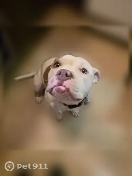 Found dog, Oklahoma 9, 413032, Eufaula - Bully XL, mostly white with darker patches - photo