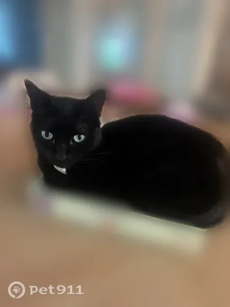 Lost cat, South Gordon Street Southwest, 1731, Atlanta — small black female cat with green eyes - photo