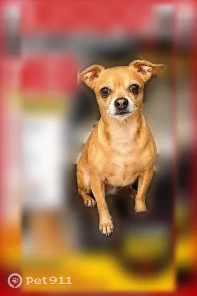 Found dog, West 6th Street, 185, Hialeah - brown - photo