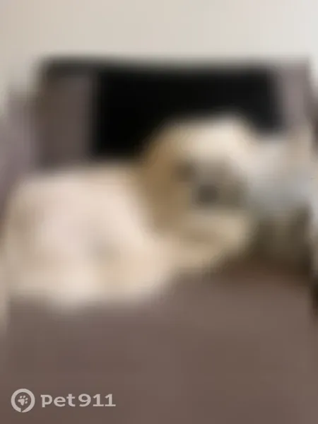 Lost dog, Pendale Road, 1500, El Paso - male, white shih tzu with one cherry eye - photo