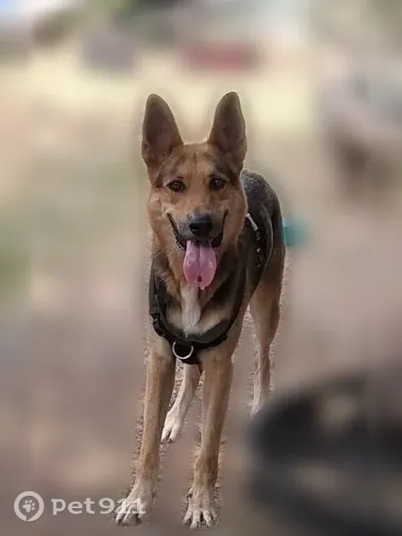 Found dog, Record Crossing Road, 1440, Dallas — male, young German Shepherd - photo