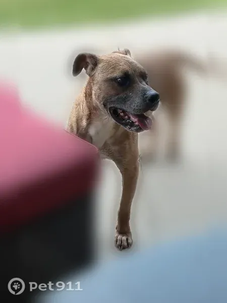 Found dog, South 13th Street, Broken Arrow, Broken Arrow — chipped, fixed - photo