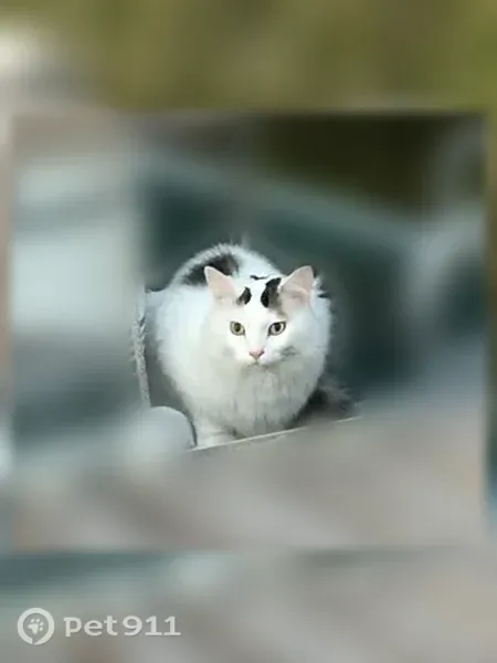 Lost cat, Forest Road, 43755, Deer River, Alder - male, long white hair, neutered - photo