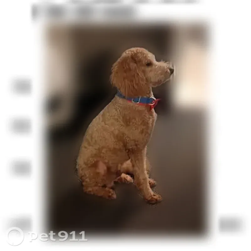 Lost dog, Raytown Road, Kansas City - scared Goldendoodle - photo
