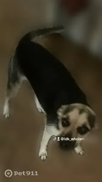 Lost dog, Glory Hole Road, Georgia, Waxhaw — male Chihuahua terrier mix - photo
