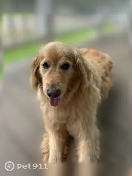 Lost dog, U.S. 431, 22325, Guntersville - female, friendly, reddish-pink collar - photo
