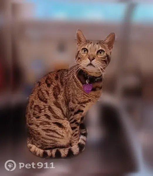 Lost cat, Cambridge Lane, Athens - Bengal, 14 years old - photo