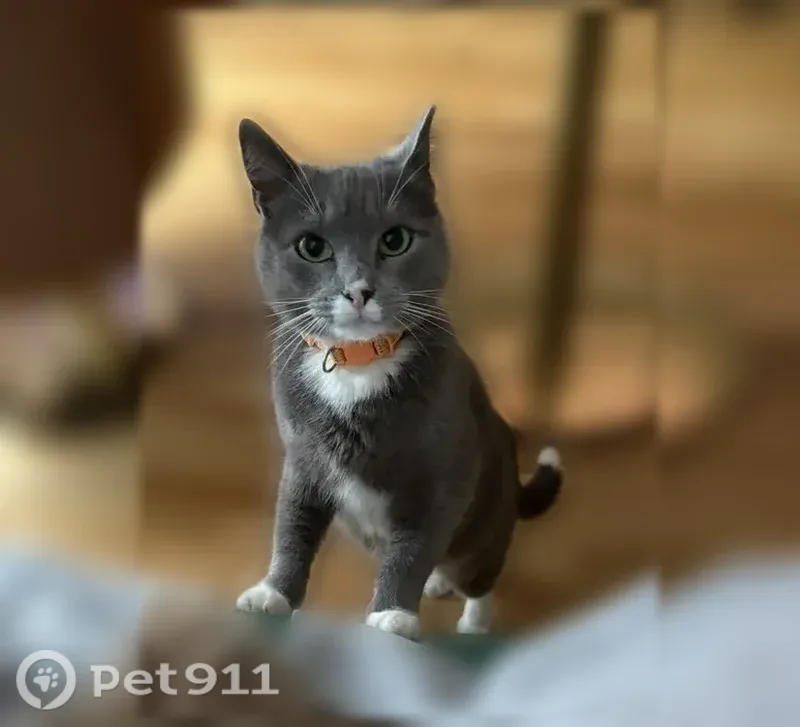 Missing cat Female, Atlanta (usl544649) - photo