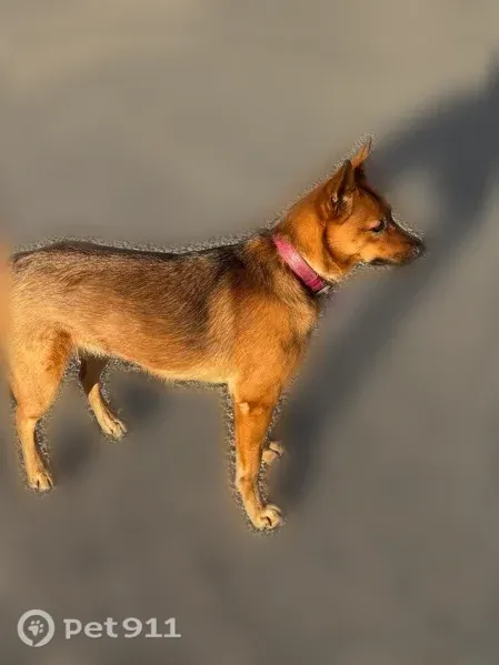 Lost dog, Northwest Loop 410, 6301, San Antonio - timid, sweet female - photo