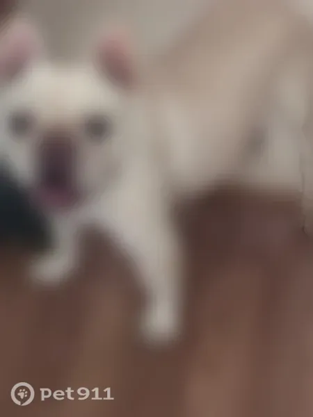 Lost dog, South Street, 797, Flippin - white with blue eyes - photo