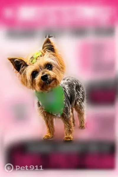 Lost dog, Bauxite, Arkansas - female with a short haircut - photo