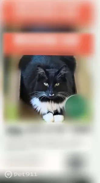 Lost cat, 183rd Street Southwest, 3904, Lynnwood - male, tuxedo, big green eyes - photo