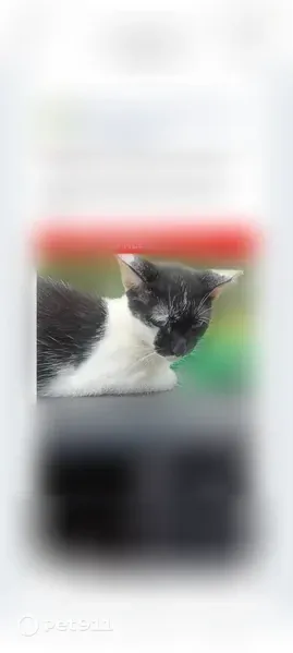 Found cat, Jefferson Road, 3495, Athens - photo