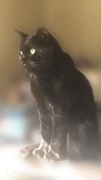 Lost cat, East Lake Drive, 635, Decatur — clipped right ear - photo