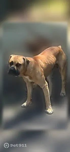 Found dog, Oak Church Road, 132, El Paso, Little Rock - tan with black face, medium size - photo