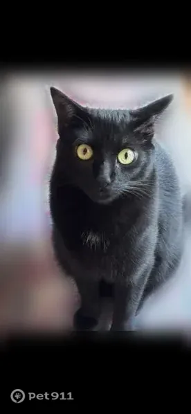 Lost cat, Lake Carolyn Parkway, 1001, Irving - female, crooked tail tip - photo
