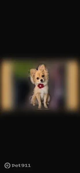 Lost dog, El Monte, California - female, black collar - photo