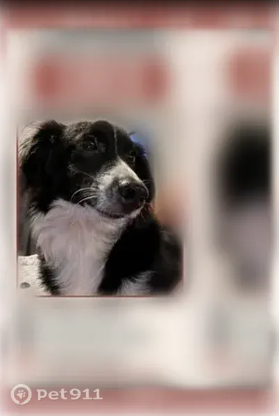 Lost dog, Environs Boulevard, 2707, Pine Hills, Orlando — short, dachshund-like - photo