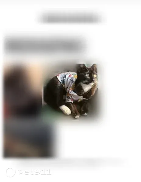 Lost cat, Jordan Avenue, 7024, Los Angeles - black with white rear paws - photo