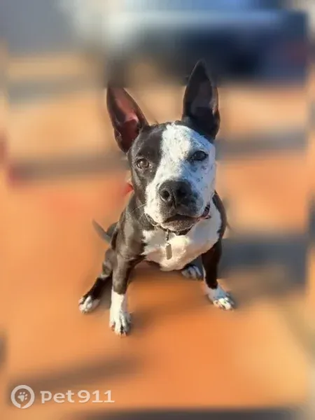 Found dog, West Acoma Drive, 4624, Glendale - female, black and white, about 20 lbs - photo