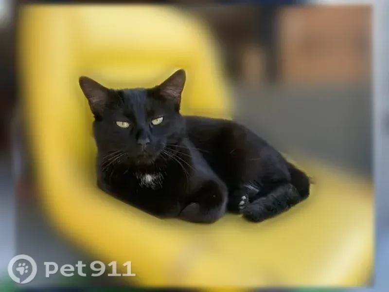 Lost cat, South Lakeshore Drive, 12712, Olathe - female, small, white mark on chest - photo