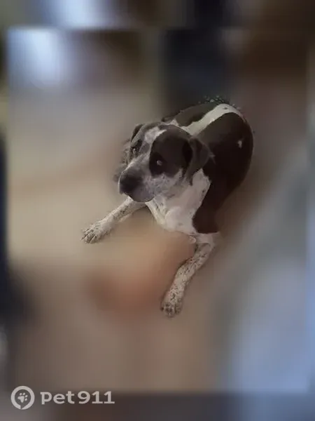 Lost dog, North Broussard Street, 277, Erath — male Mastiff Catahoula mix - photo