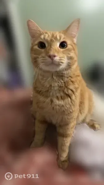 Lost cat, Plumber Street, 181, Somerset — orange and white male fixed cat - photo