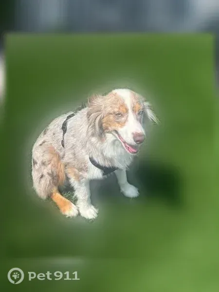 Lost dog, Winghaven Pointe Drive, 100, O'Fallon - skittish, half blue half brown left eye - photo