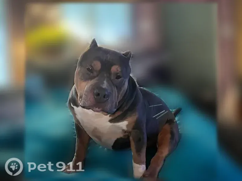Lost dog, Woodrow Avenue, 529, Indianapolis - male, tri-color, cropped ears - photo