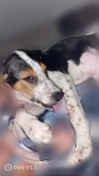 Lost dog, Mclain Drive, 213, Jacksonville - photo
