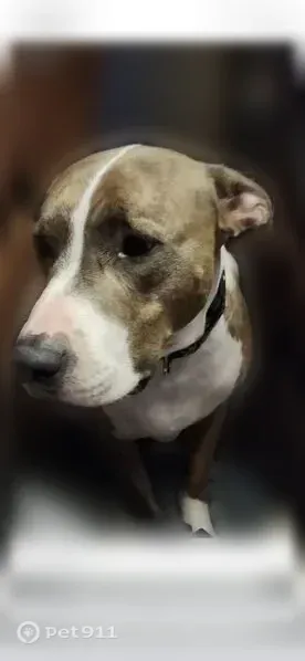 Lost dog, Woodland Drive, 47182, Arlington Township, Bangor — male, 85 lbs - photo