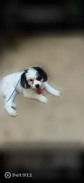 Lost dog, Highway 580, 32, Sumrall — female, black and white mini Bernedoodle - photo