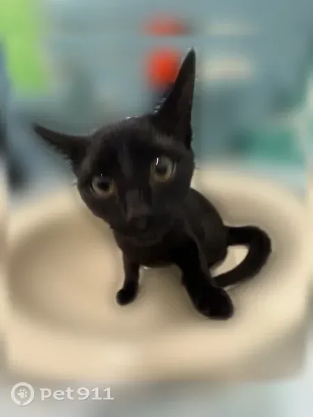Lost cat, Callie Court, 5811, Wilson — male, black with a tiny white patch under the neck - photo