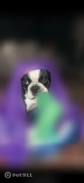 Lost dog, South Poplar Street, 816, Monterey — black and white Boston terrier - photo