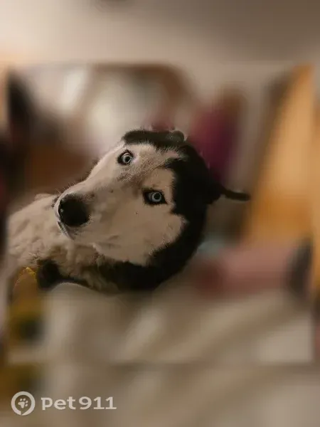 Lost dog, Galyean Stables Road, 12549, Centerton — male black and white husky - photo