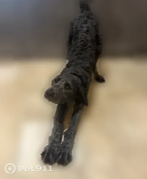 Lost dog, Sitts Road, 3167, Vevay Township, Mason - male, black doodle with two collars - photo