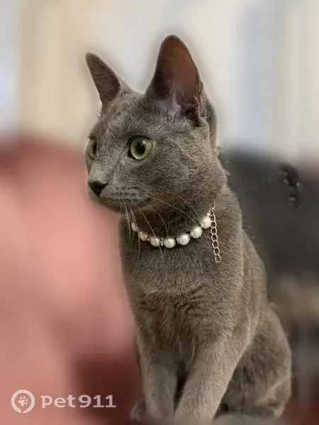 Lost cat, West 128th Place, Westminster - female gray domestic shorthair with a pink collar - photo