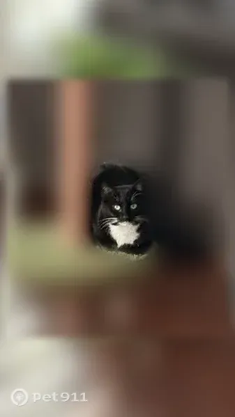 Lost cat, Glen Abbey Lane, 220, DeBary — female tuxedo with white chest and paws - photo